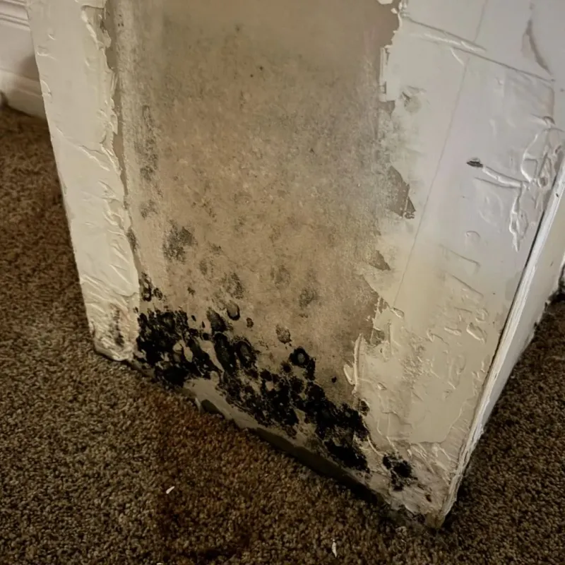 Professional Mold Removal in Canadian County, OK